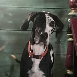 June - Great Dane