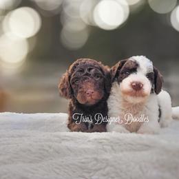 Aussiedoodle, Goldendoodle, and Poodle Puppies from Trin's Designer Doodles