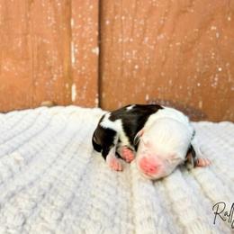 Rally - Tri-color male Bernedoodle puppy in Wamego, Kansas from Doodles of Oz