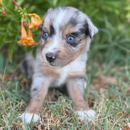 Rebel - male Miniature Australian Shepherd puppy in Godley, Texas from Bradley Kennels