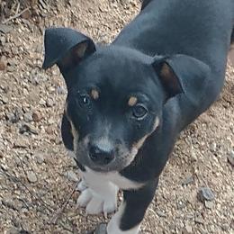 Waylon - Black white and tan male Rat Terrier puppy in Harbison Canyon, California from Manumit Rat Terriers