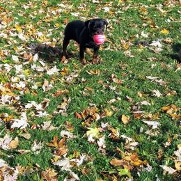 Rottweiler Puppies from Rose Red Rottweilers