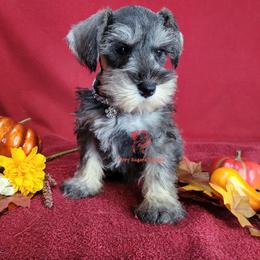Boy 1 - male Miniature Schnauzer puppy in Daphne, Alabama from Puppy Sugars Kennels