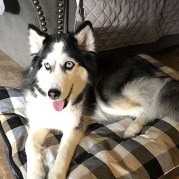 Luna - Siberian Husky