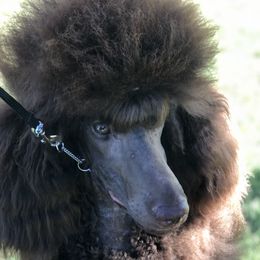 Eden  - Poodle
