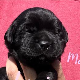 Louise - Black female Labrador Retriever puppy in Petersburg, Kentucky from Mahan Labs
