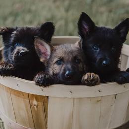 German Shepherd Puppies from Meaurroway Opessa Shepherds