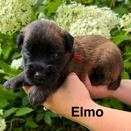 Boy 6 - Wheaten male Soft Coated Wheaten Terrier puppy in Newark, Ohio from Valleydayle Doodles and Wheatens