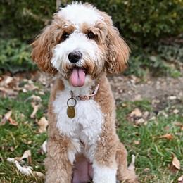 Butters - Bernedoodle