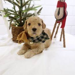 Goldendoodle Puppies from Proctor’s Petite Goldendoodles