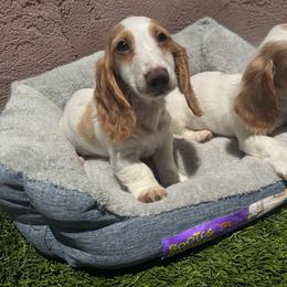 Tyson - Piebald male Dachshund puppy in Stockton, California from Royalty Weenies