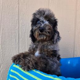 Mr. Black - Blue merle male Aussiedoodle puppy in Dolan Springs, Arizona from High Desert Companions