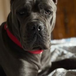 GRISELDA - Gray brindle female Cane Corso puppy in Sullivan, Missouri from Midwest Cane Corso in Action