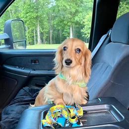 Dachshund and Miniature Schnauzer Puppies from The Bossy Doxie Farm