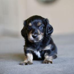 Dachshund Puppies from Gem State Mini Dachshunds