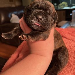 Cane Corso Puppies from Coastal View Kennels