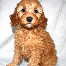 Tracker - Apricot male Goldendoodle puppy in Jasper, Indiana from Hilltop Pups LLC