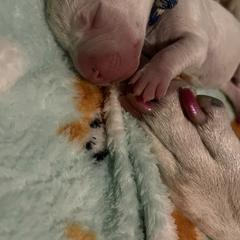 Dogo Argentino Puppies from Savs_sk9