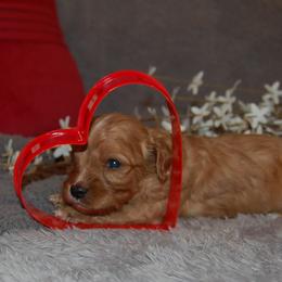 Cavapoo Puppies from Dogwood & Sassafras Companions