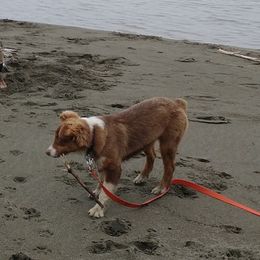 Australian Shepherds from Springville Aussies