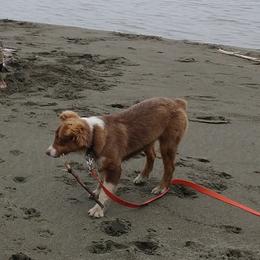 Australian Shepherds from Springville Aussies