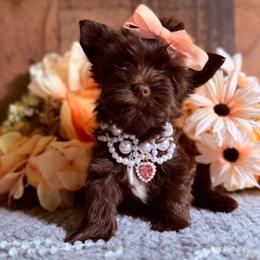 Coco Chanel - Chocolate and tan female Yorkshire Terrier puppy in Howe, Oklahoma from Ray Holder