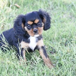 Girl 3 - Black and tan female Cavapoo puppy in Lawton, Oklahoma from Lindsey’s Cavies