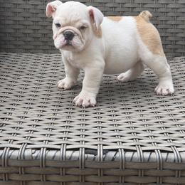 Daisy - Fawn and white female Bulldog puppy in Cumming, Georgia from Happy Place Kennels
