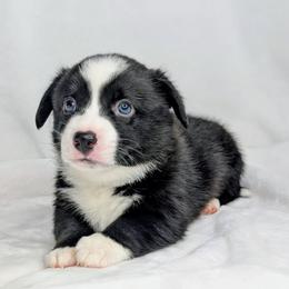 Snoopy - Black and white male American Corgi puppy in Clarksville, Tennessee from Cold Creek Family Farm LLC