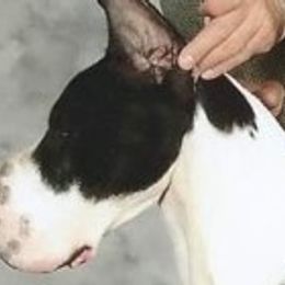Great Danes from MorningStarz Great Danes