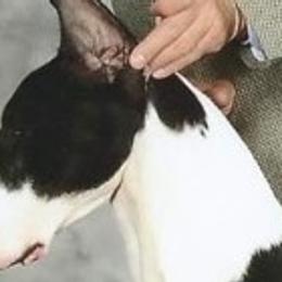 Great Danes from MorningStarz Great Danes