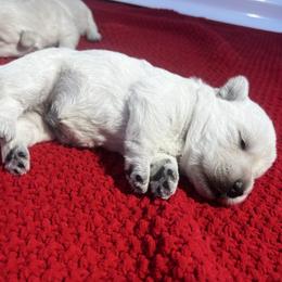 Chloe - Wheaten female Scottish Terrier puppy in Chattanooga, Tennessee from Oodles of Cuties!