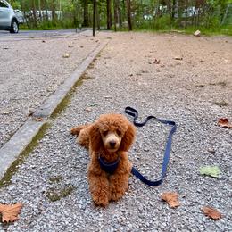 Oliver - Red  male Poodle puppy in Morehead, Kentucky from Paw Perfect Pets