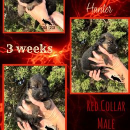 Boy 1 - German Shepherd puppy in Hico, Texas from Quail Creek Kennels GSD