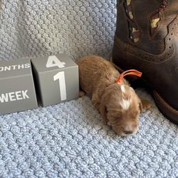 Tony Lama - Apricot male Goldendoodle puppy in Chino Valley, Arizona from Bass Creek Doodles