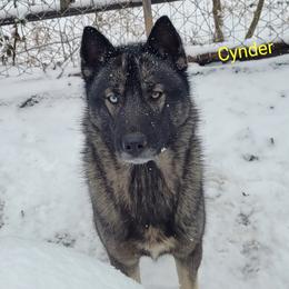 Cynder - Siberian Husky