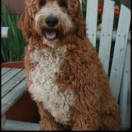 Australian Labradoodle and Labradoodle All Grown Up from Pacific Rim Labradoodles