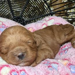 Cece - Red female Cavapoo puppy in Yuciapa, California from AlltheDoodlez_