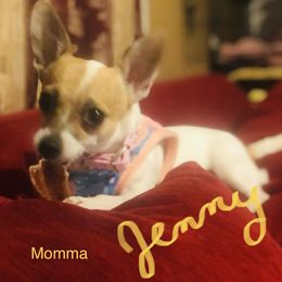 Jen - Chihuahua