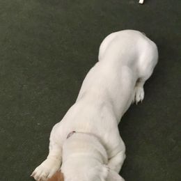 Basset Hounds and English Springer Spaniels from K&S Canines