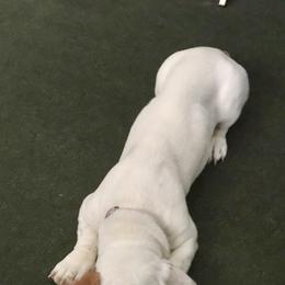 Basset Hounds and English Springer Spaniels from K&S Canines