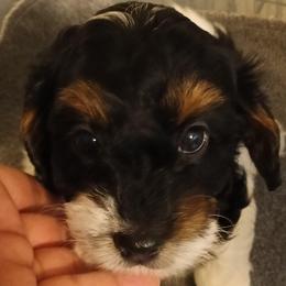 Honey - Tri-color female Cavapoo puppy in East Providence, Rhode Island from Marta's Cavaliers