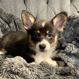 Molly McGee - American Corgi puppy in Pace, Florida from Faith Farm