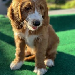 Goldendoodle Puppies from Lover Dover Doodles