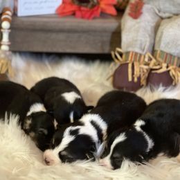 Pembroke Welsh Corgi Puppies from Mendoza Welsh Corgi’s