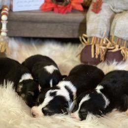 Pembroke Welsh Corgi Puppies from Mendoza Welsh Corgi’s