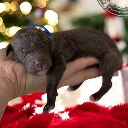 Coming Soon - Brindle male Poodle puppy in Spring Hills, Florida from The Olympus Standard Poodle