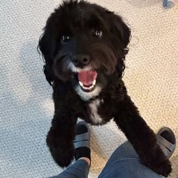 Cavapoo All Grown Up from The Cavapoo Family