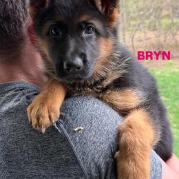 Boy 3 - male German Shepherd puppy in Newtown, Connecticut from Von Tiffany Haus