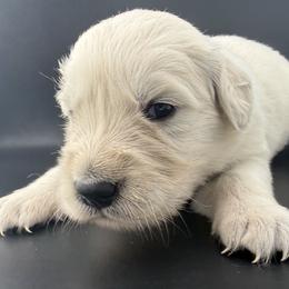 Nora - Light golden female Golden Retriever puppy in Marshfield, Missouri from Charm Puppies